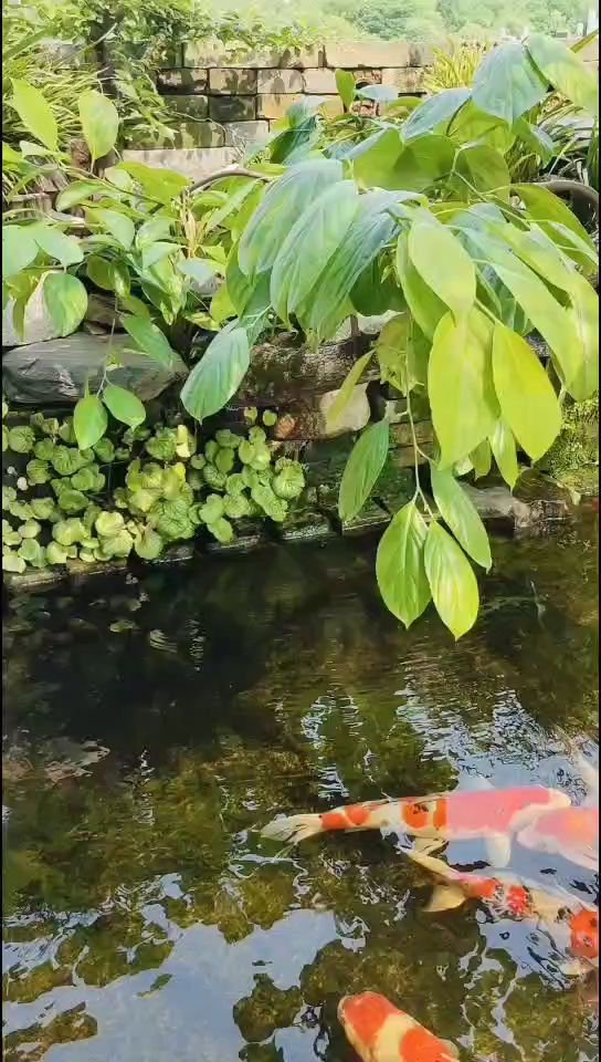 半年没有打理了锦鲤准备喂食！：半年没打理了锦鲤准备喂食，小鱼慢慢养评论：6 观赏鱼论坛