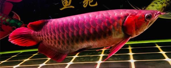 红龙鱼雌雄的怎么分辨：红龙鱼的雌雄分辨方法