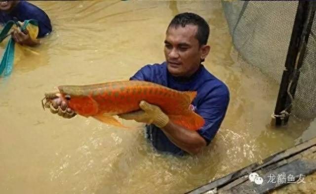 龙鱼繁殖场：马来西亚渔村龙鱼繁殖场的运营方式引起人们的关注 龙鱼百科 第1张