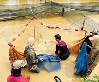 龙鱼繁殖场：马来西亚渔村龙鱼繁殖场的运营方式引起人们的关注 龙鱼百科 第3张