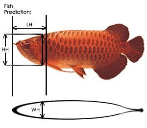 龙鱼如何分公母图解：龙鱼分公母的主要方法和图解，龙鱼分公母的方法和图解 龙鱼百科 第2张