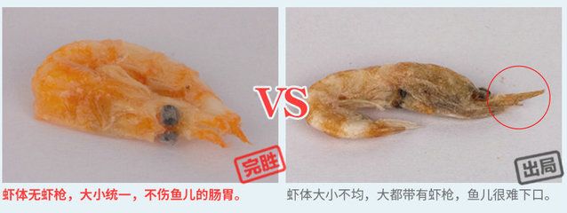 龙鱼吃的虾干可以给狗吃吗：龙鱼吃的虾干可以给狗吃吗龙鱼吃的虾干可以给狗吃吗 龙鱼百科 第3张
