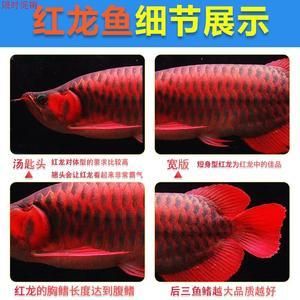 红龙鱼鱼苗多长：红龙鱼一个月能长1-2厘米以下是引用