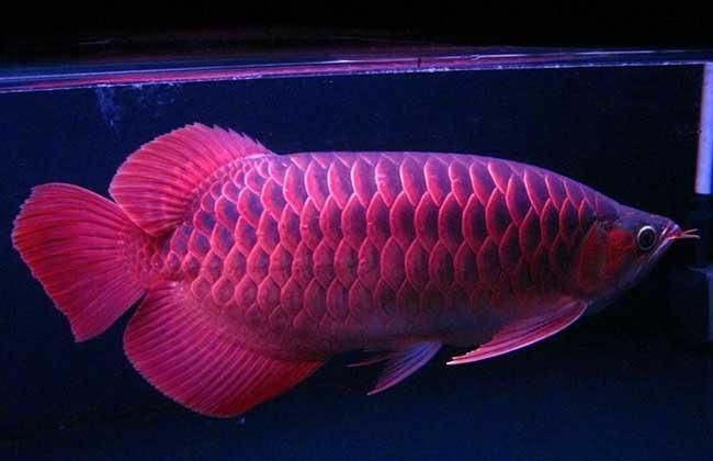 红龙鱼成鱼是多大尺寸：红龙鱼成鱼尺寸 龙鱼百科 第3张