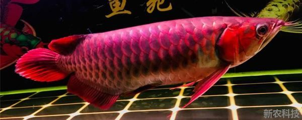 金龙红龙鱼可以混养吗：金龙鱼和红龙鱼可以混养 龙鱼百科 第1张