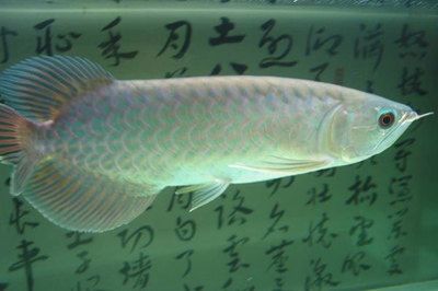 观赏鱼青龙鱼：关于青龙鱼的一些饲养知识 龙鱼百科 第3张