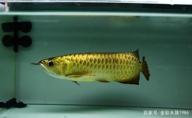 龙鱼的繁殖方式：龙鱼的繁殖方式主要包括自然配对和人工配对