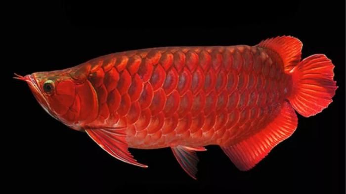 红龙鱼凶猛吗：关于红龙鱼的凶猛程度 龙鱼百科 第3张