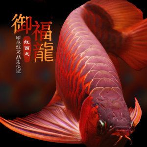 小红龙鱼吃什么：小红龙鱼的饮食主要包括以下几个方面小红龙鱼吃什么 龙鱼百科 第2张