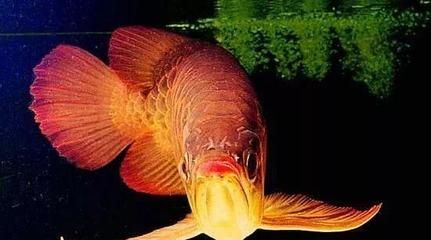 红龙鱼体型生长期：红龙鱼体型生长期主要集中在成年后 龙鱼百科 第2张