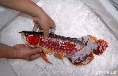 红龙鱼水质TDS：红龙鱼对水质的要求 龙鱼百科