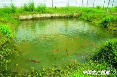 中国龙鱼养殖场在哪里：中国的龙鱼养殖场在哪里 龙鱼百科 第1张