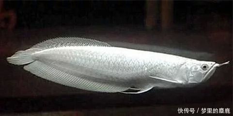 龙鱼的形状像什么动物：龙鱼的形状和特征 龙鱼百科 第2张