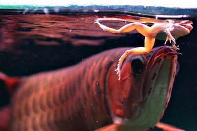 龙鱼把虾吃进去咬一会又吐出来了：龙鱼吃虾吐出来可能是由多种因素引起的，龙鱼吃虾吐出来的可能原因较多 龙鱼百科 第3张