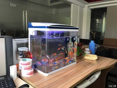 红龙鱼鱼缸温度怎么控制：红龙鱼鱼缸温度怎么控制红龙鱼鱼缸温度控制方法 龙鱼百科 第1张