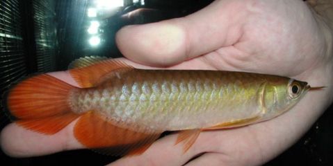 红龙鱼一年可以长多大的鱼卵：红龙鱼一年可以长多大的鱼卵， 龙鱼百科 第2张