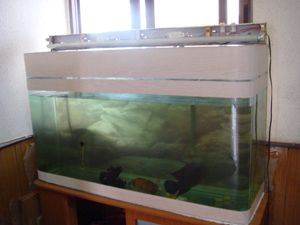 养金龙鱼需要什么样的鱼缸和水：养金龙鱼需要什么尺寸和水质条件，养金龙鱼需要注意什么 龙鱼百科 第1张