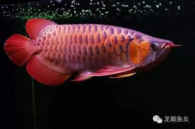红龙鱼增色用什么灯是多少V：红龙鱼增色用什么灯 龙鱼百科 第3张