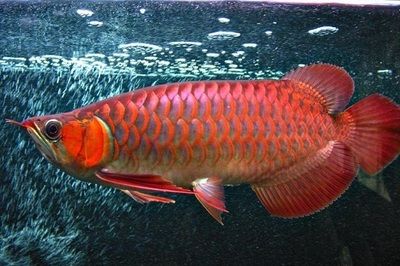 红龙鱼最喜欢什么食物：红龙鱼最喜欢的食物包括以下几个类别 龙鱼百科 第3张