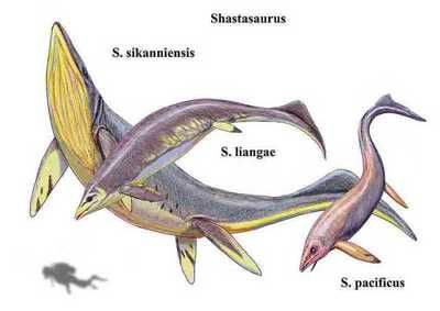 西卡尼萨斯特鱼龙：西卡尼萨斯特鱼龙是已命名的最大海洋爬行动物 龙鱼百科 第2张