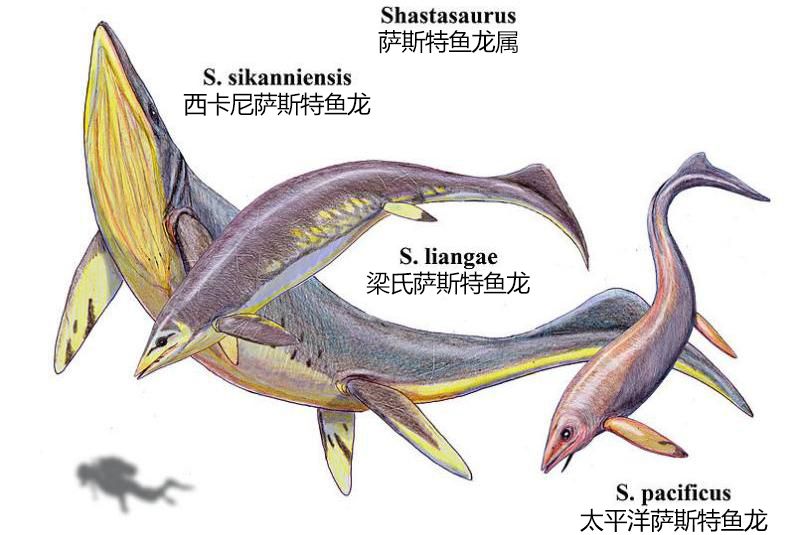 西卡尼萨斯特鱼龙：西卡尼萨斯特鱼龙是已命名的最大海洋爬行动物 龙鱼百科 第3张