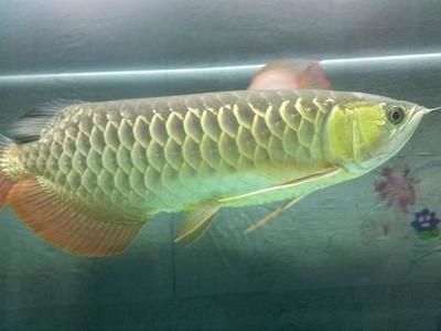 60厘米金龙鱼价格多少钱：1.5公斤的金龙鱼可以卖到18万元，比黄金还贵