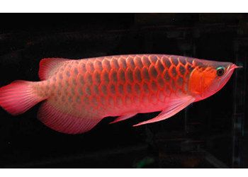 红龙鱼的介绍词语怎么写三年级：红龙鱼是一种美丽的淡水观赏鱼，它的特殊繁殖方式使其备受人们喜爱
