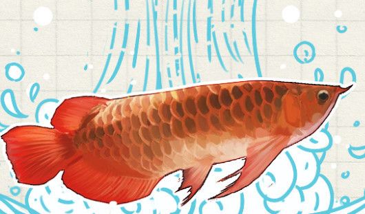 红龙鱼多少度合适冬眠：红龙鱼会冬眠吗？