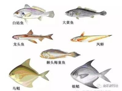 淡水龙头鱼：淡水龙头鱼实际是一个错误的称呼，因为龙头鱼是海洋鱼类 龙鱼百科 第1张