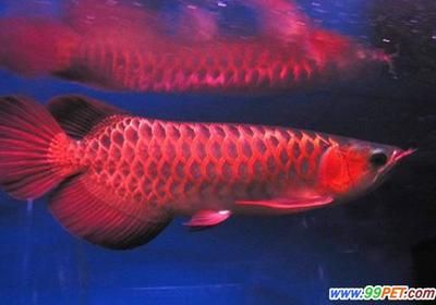 加里曼丹红龙鱼和印尼大红龙哪个好：加里曼丹红龙鱼和印尼大红龙哪个更好 龙鱼百科 第1张