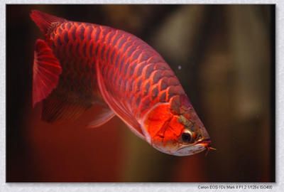 龙鱼有红色的吗：红龙鱼是一种被称为红龙鱼的品种吗 龙鱼百科
