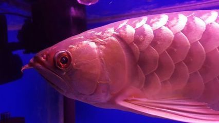 金龙鱼眼睛白点：金龙鱼眼睛出现白点怎么办 龙鱼百科