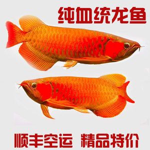 什么品种红龙鱼最贵的鱼苗：什么品种红龙鱼最贵 龙鱼百科 第1张