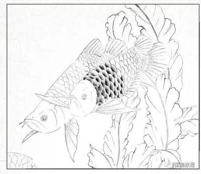 金龙鱼的画法书：关于金龙鱼画法的步骤：金龙鱼的画法步骤：金龙鱼的画法
