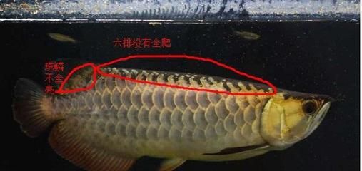 龙鱼掉鳞怎么回事头上掉皮：龙鱼掉鳞可能由多种原因引起 龙鱼百科 第1张