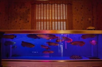红龙鱼缸什么颜色背景最好：红龙鱼缸什么颜色背景好 龙鱼百科 第3张