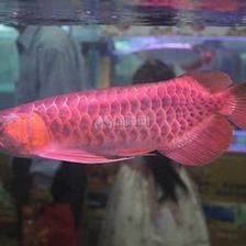 变异红龙鱼：变异红龙鱼的品种之间的主要区别在于体色和鳞片的表现 龙鱼百科 第1张