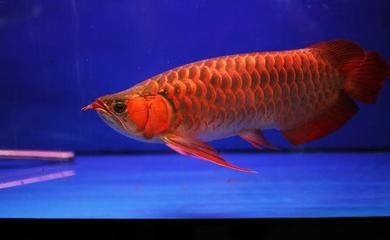 红龙鱼背上鳞片发黑：红龙鱼背上鳞片发黑可能是由多种因素引起的 龙鱼百科 第1张
