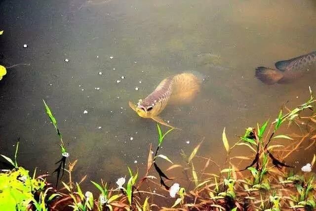 野生龙鱼生活环境怎么样：野生龙鱼生活环境和习性 龙鱼百科 第1张