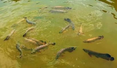 野生龙鱼生活环境怎么样：野生龙鱼生活环境和习性 龙鱼百科 第2张