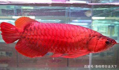 红龙鱼长多大可以繁殖：关于红龙鱼繁殖的一些详细信息 龙鱼百科 第2张