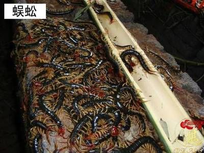 龙鱼吃了蜈蚣中毒死了：喂食蜈蚣对龙鱼的发色是有作用的，但是同时也存在一定的风险 龙鱼百科 第3张