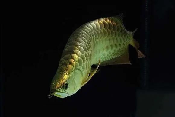 古典蓝底过背金龙鱼用什么灯：古典蓝底过背金龙鱼用什么灯光选择需要考虑到鱼的品种 龙鱼百科 第3张
