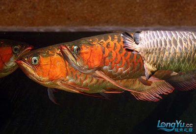 红龙鱼金龙鱼混养怎么样：红龙鱼和金龙鱼可以混养吗 龙鱼百科 第2张