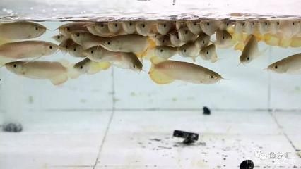 龙鱼怎么预防寄生虫的发生方法：如何预防龙鱼寄生虫的发生 龙鱼百科 第2张