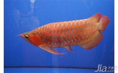 红龙鱼什么样：红龙鱼是一种美丽外观和独特生活习性的淡水观赏鱼 龙鱼百科 第3张