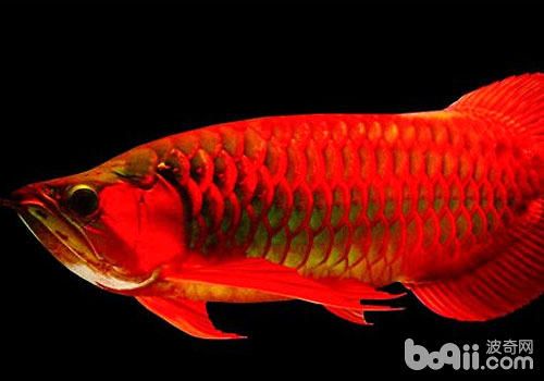 红龙鱼什么样：红龙鱼是一种美丽外观和独特生活习性的淡水观赏鱼 龙鱼百科 第2张