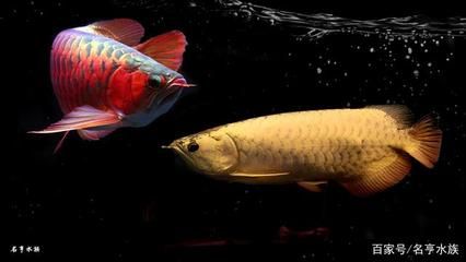 红龙鱼什么样：红龙鱼是一种美丽外观和独特生活习性的淡水观赏鱼 龙鱼百科 第1张