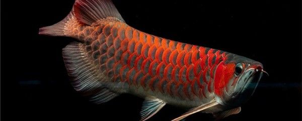 红龙鱼可以养多少条鱼：红龙鱼的饲养数量