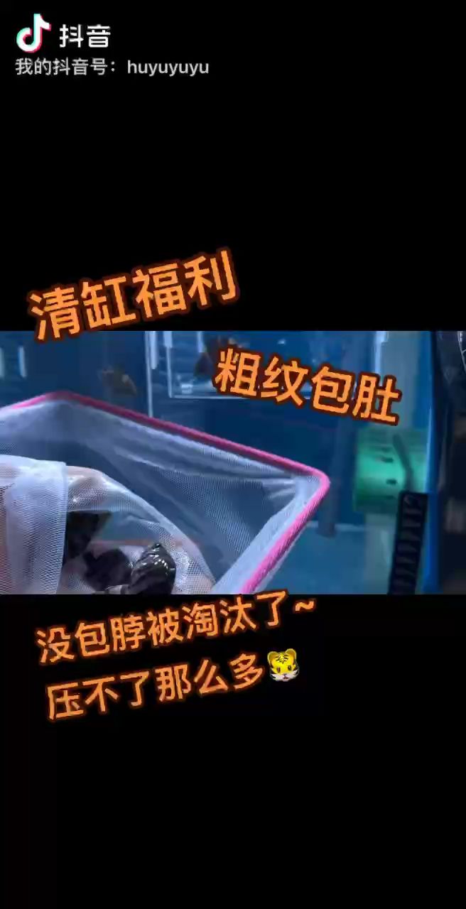 太多虎鱼仔仔了：昆weixin001评论：没有包脖的先挑出来~ 观赏鱼论坛 第1张